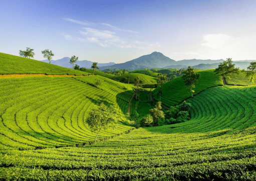Lush green rolling hills of Munnar tea gardens covered in soft morning mist under a clear sky.