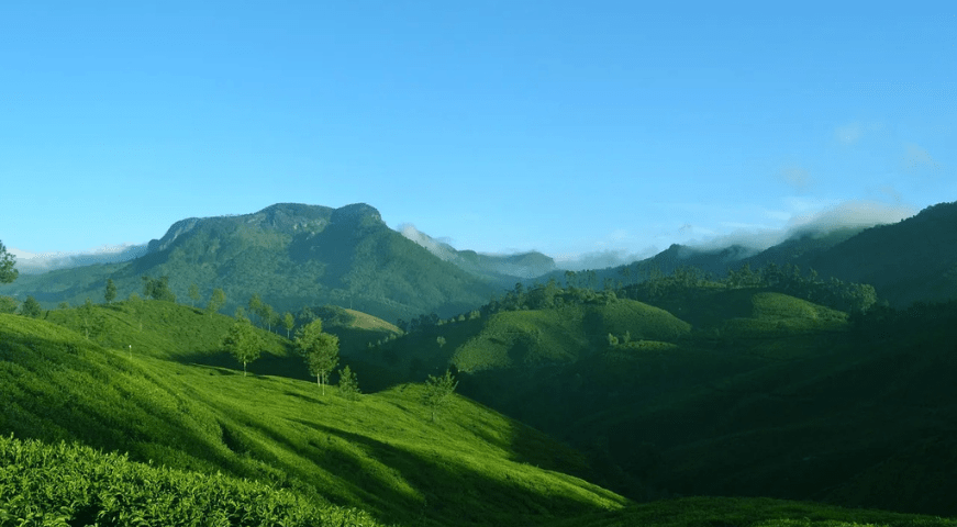 A breathtaking landscape view of rolling green hills covered entirely in manicured tea plantations with a light mist rolling over the valleys in Munnar, Kerala.